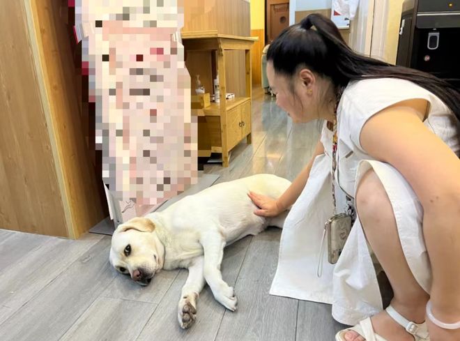 认虐犬打犬爬完泰山后狗狗体检健康希望它能尽早回到身边pg电子模拟器“带导盲犬夜爬泰山”当事人再发声：否(图6)