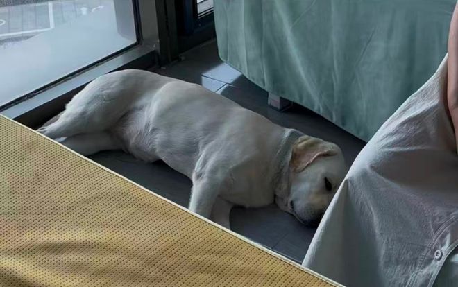 认虐犬打犬爬完泰山后狗狗体检健康希望它能尽早回到身边pg电子模拟器“带导盲犬夜爬泰山”当事人再发声：否(图4)